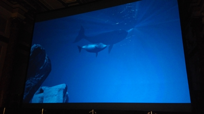 Bowhead at the Maritime Museum.