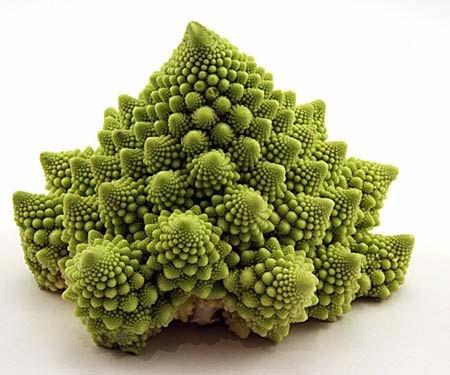 Romanesco Broccoli